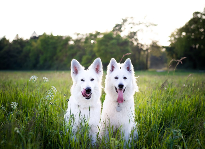 berger blanc suisse, bezaubernd, feld